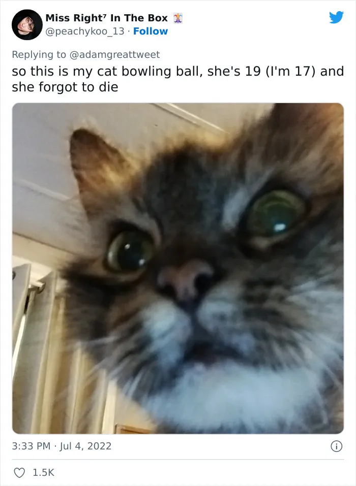 40 Of The Most Bonkers Pet Names, As Shared By Their Owners In This Now-Viral Twitter Thread