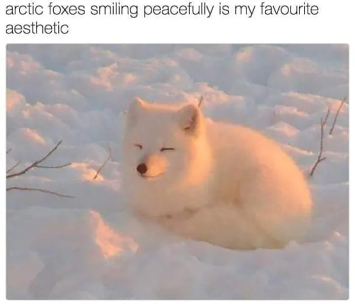 This Facebook Group Celebrates 'Cute Nopes' That Might Change Your Mind About Them (50 Pics)