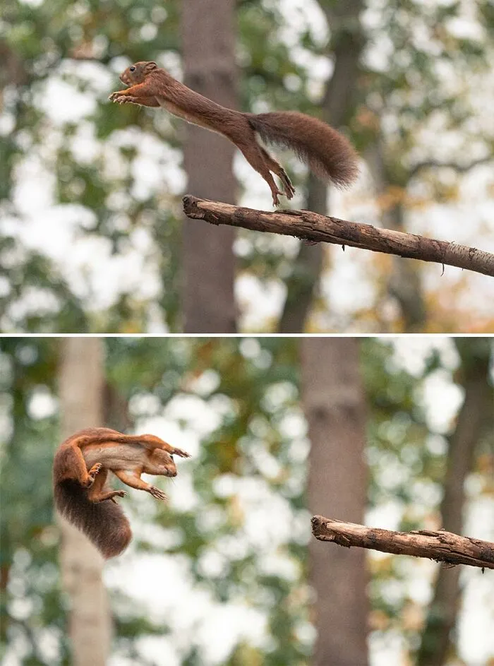 I've Been Photographing Red Squirrels For 6 Years, Here Are My 19 Photos To Show How Acrobatic They Really Are