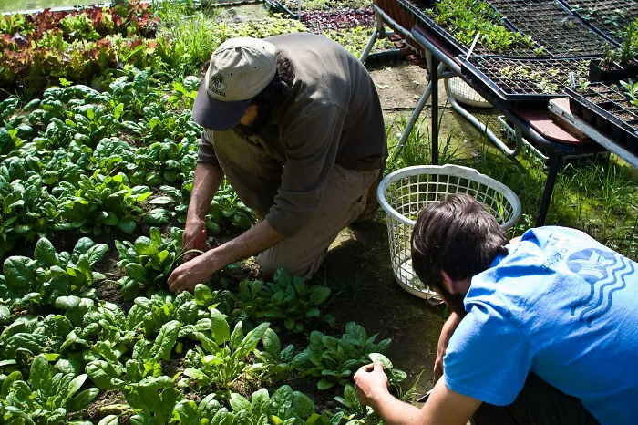 People Who Grow And Harvest Food