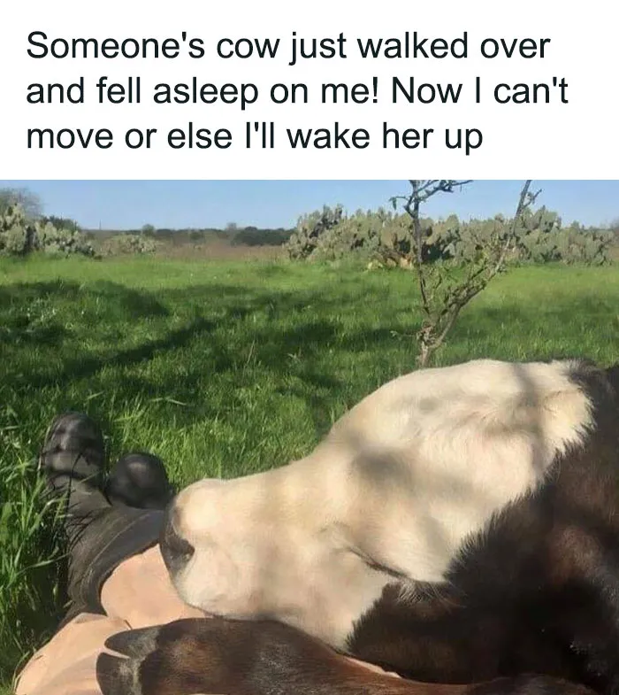This Facebook Group Celebrates 'Cute Nopes' That Might Change Your Mind About Them (50 Pics)