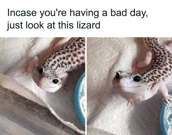 This Facebook Group Celebrates 'Cute Nopes' That Might Change Your Mind About Them (50 Pics)