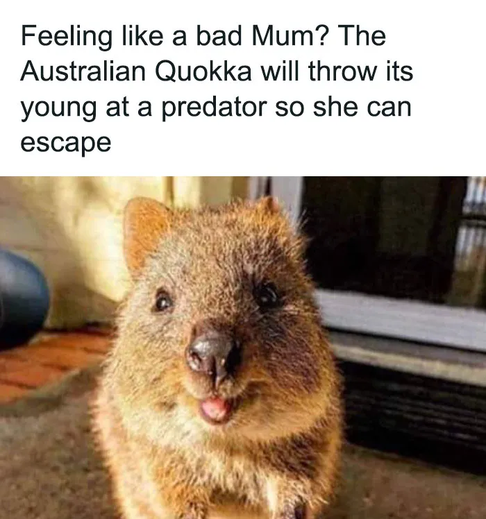 This Facebook Group Celebrates 'Cute Nopes' That Might Change Your Mind About Them (50 Pics)
