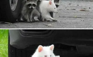 This Facebook Group Celebrates 'Cute Nopes' That Might Change Your Mind About Them (50 Pics)