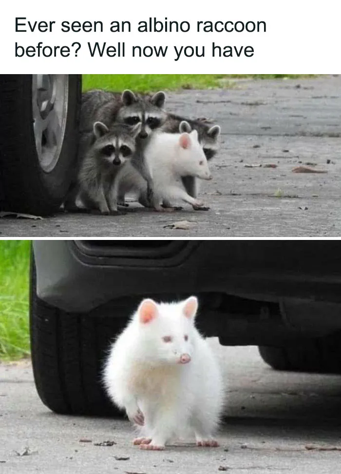 This Facebook Group Celebrates 'Cute Nopes' That Might Change Your Mind About Them (50 Pics)