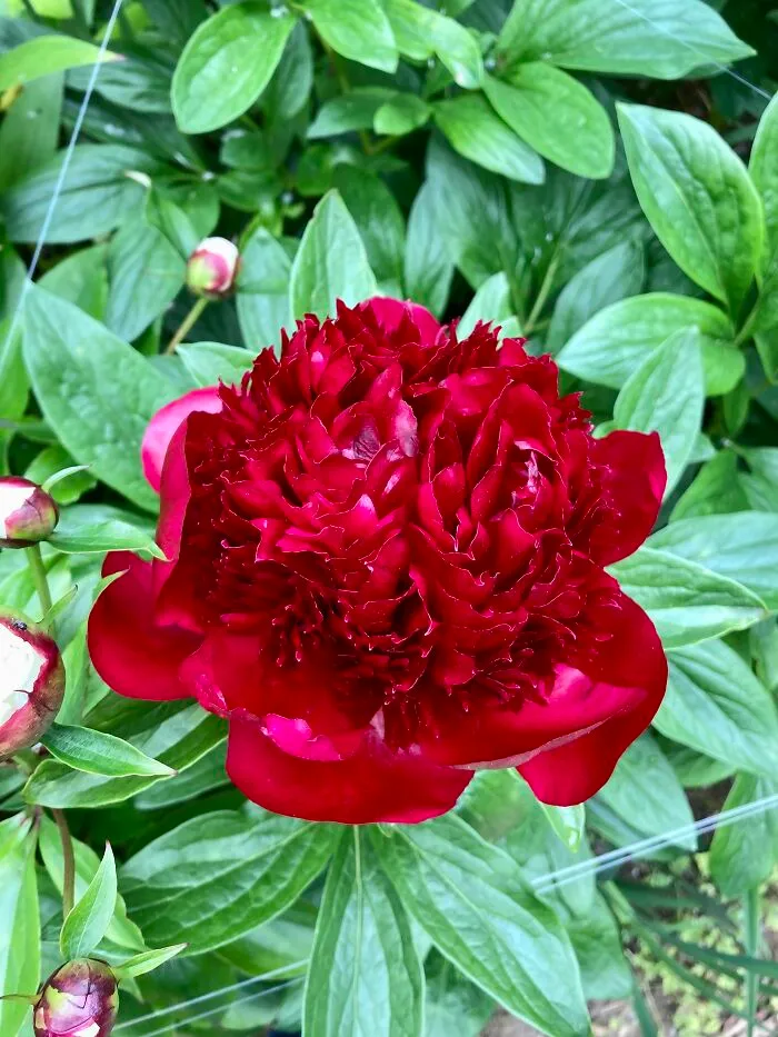 Red Charm Peony