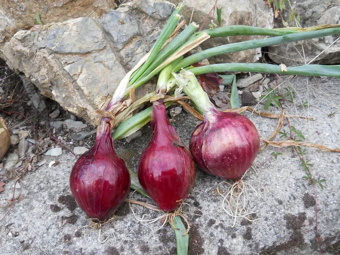 Onions
