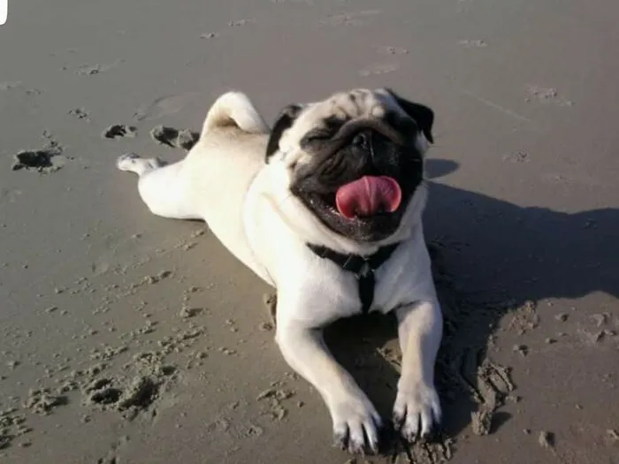 Good Pupper Soaking Up The Sun