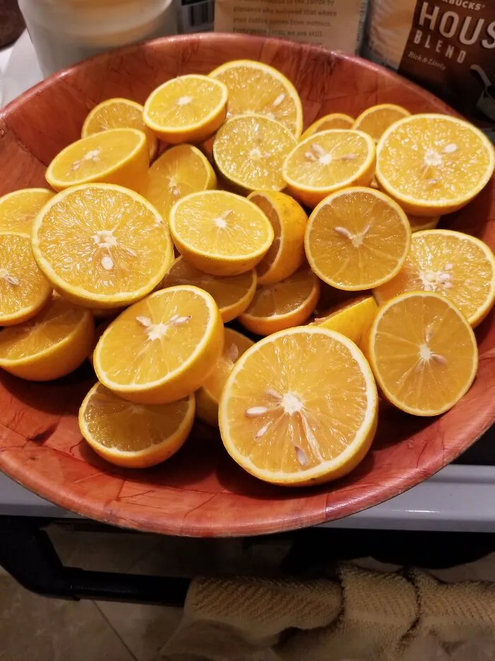 Harvesting Oranges From My Backyard And Squeezing My Own Juice.  There's Just Something So Satisfying In Getting Every Last Drop Of Golden Golden Nectar From Them.