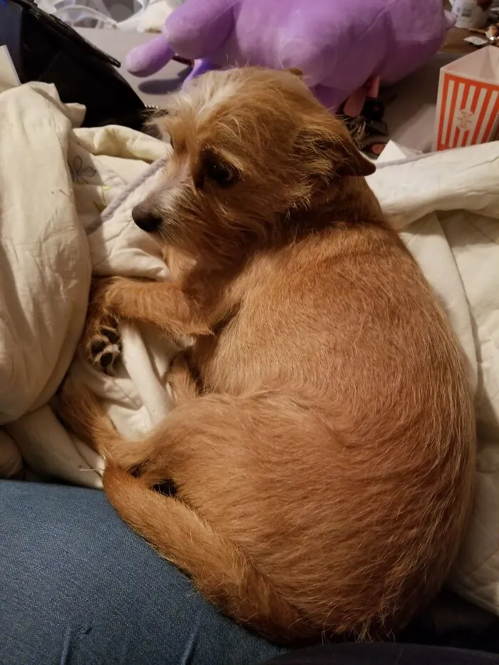 My Four Legged Son
