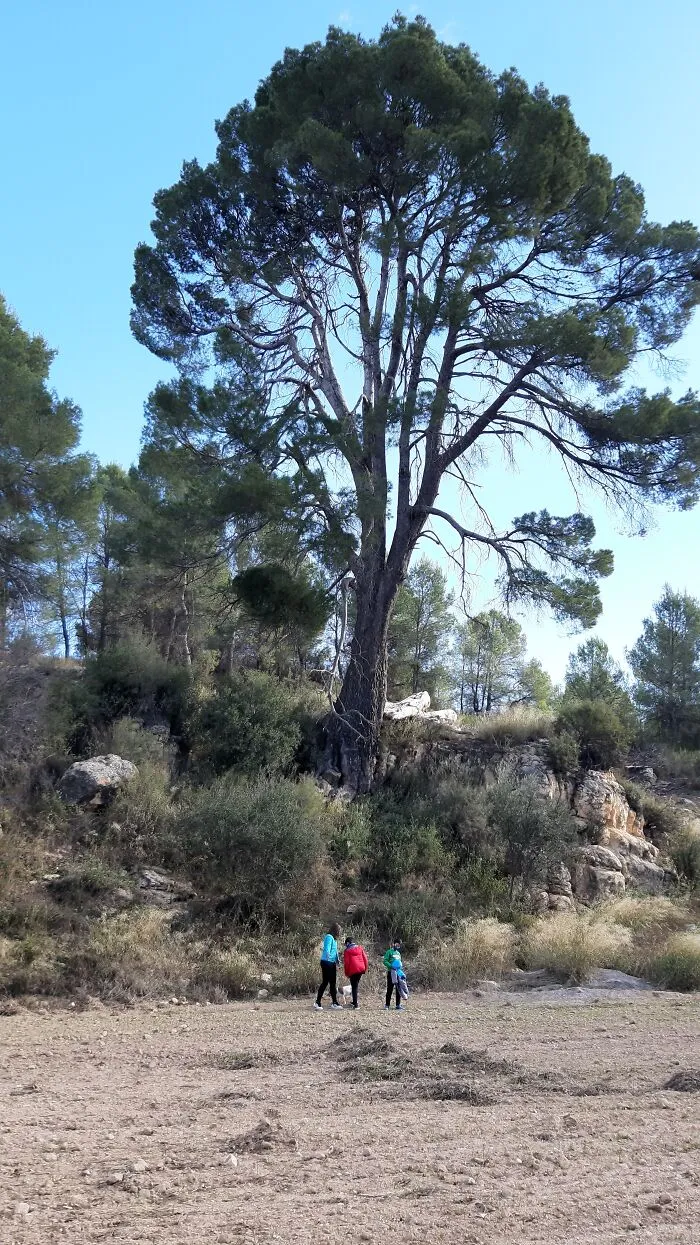 A Monumental Pinetree Near My Town