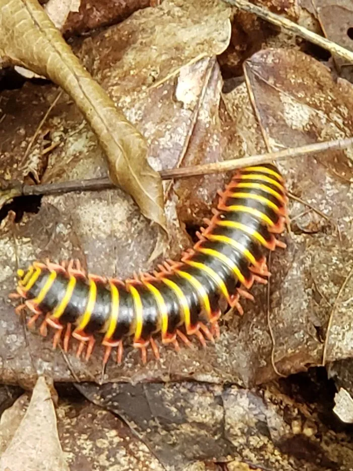 Love To Find Interesting Insects While Hiking