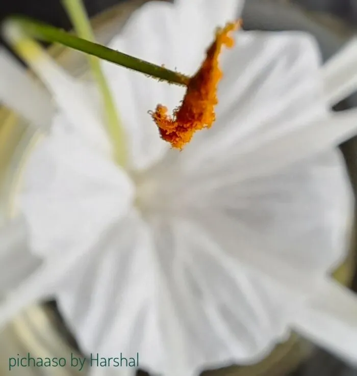 Macro Pollen
