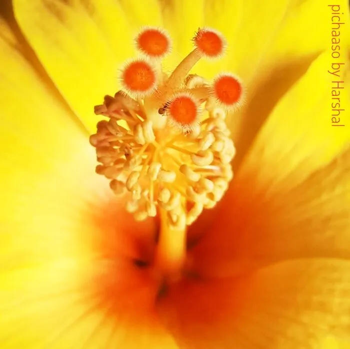 Macro Bug