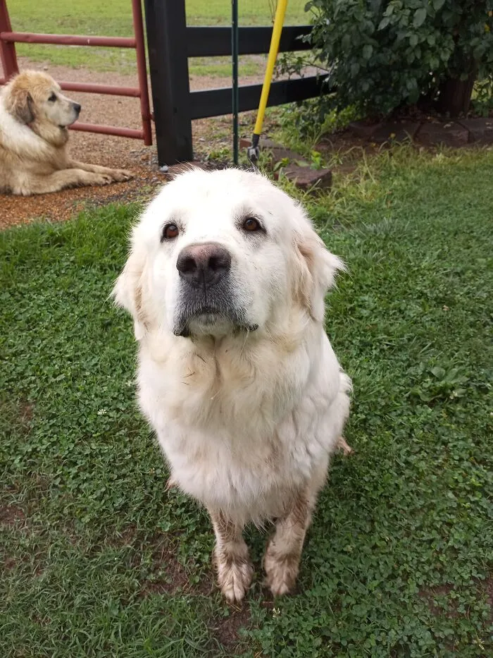 Pretty Girl Wanting To Be Petted (I Did Immediately After Taking This Picture)