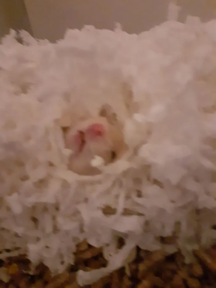 "Mother I'm Drowning!"