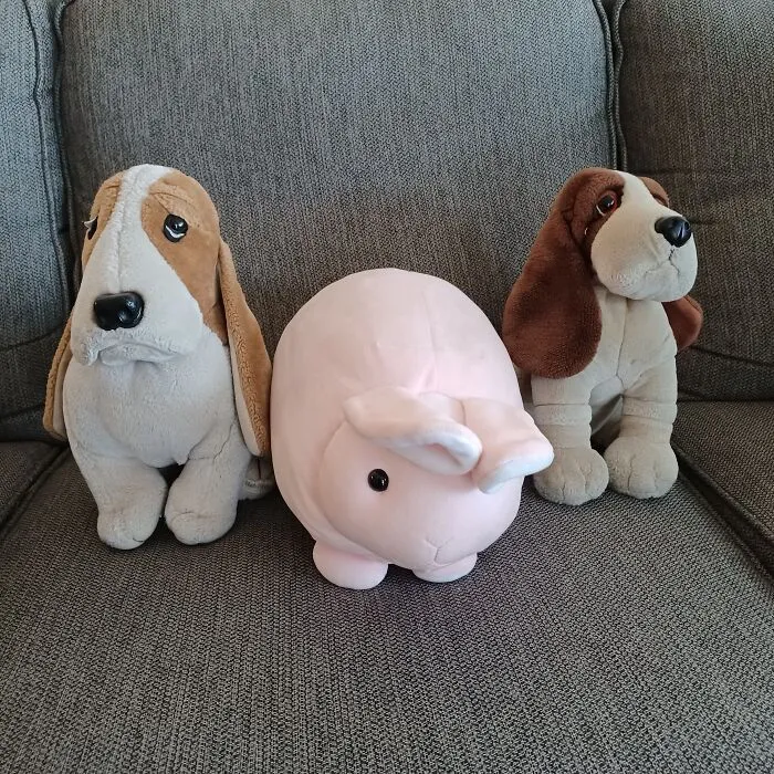 Roscoe, Bunny, And Rupert. Roscoe And Rupert Sleep With My Husband And Bunny Sleeps With Me. My Friend Sent Bunny To Me When I Was Going Through A Serious Health Issue Last Year. Roscoe And Rupert Gave My Husband Comfort.