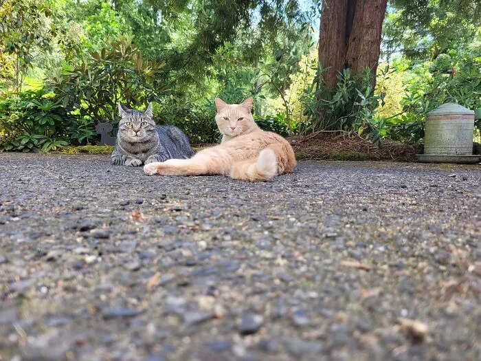 What Up Hooman!