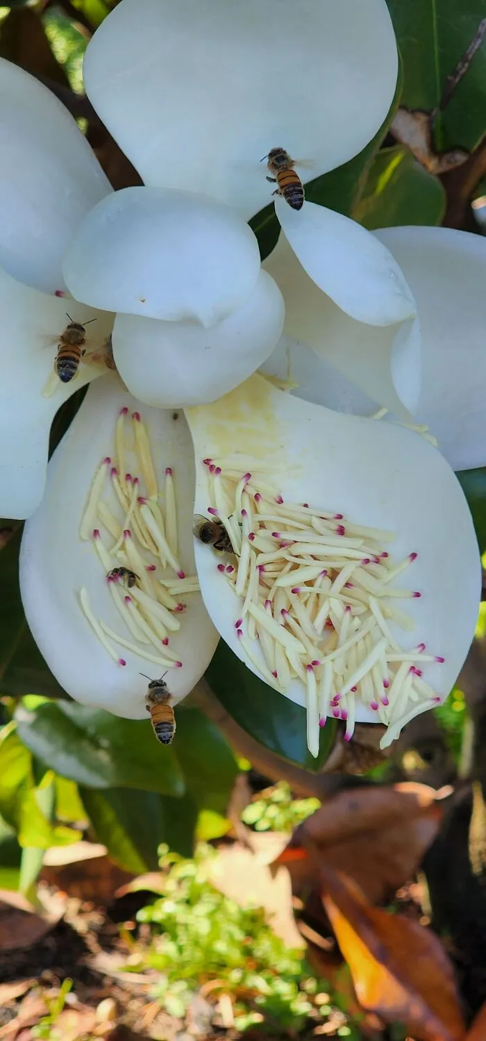 These Bees Are Sooo Happy!