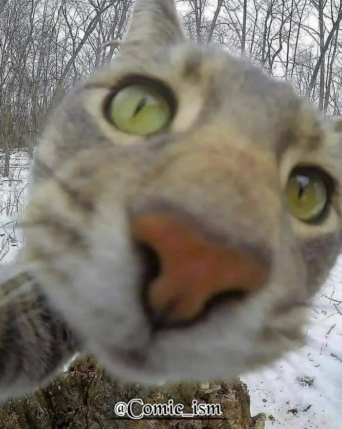 20 Totally Adorable And Hilarious Cat Selfies That Will Make You Laugh