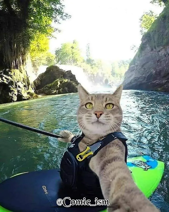 20 Totally Adorable And Hilarious Cat Selfies That Will Make You Laugh