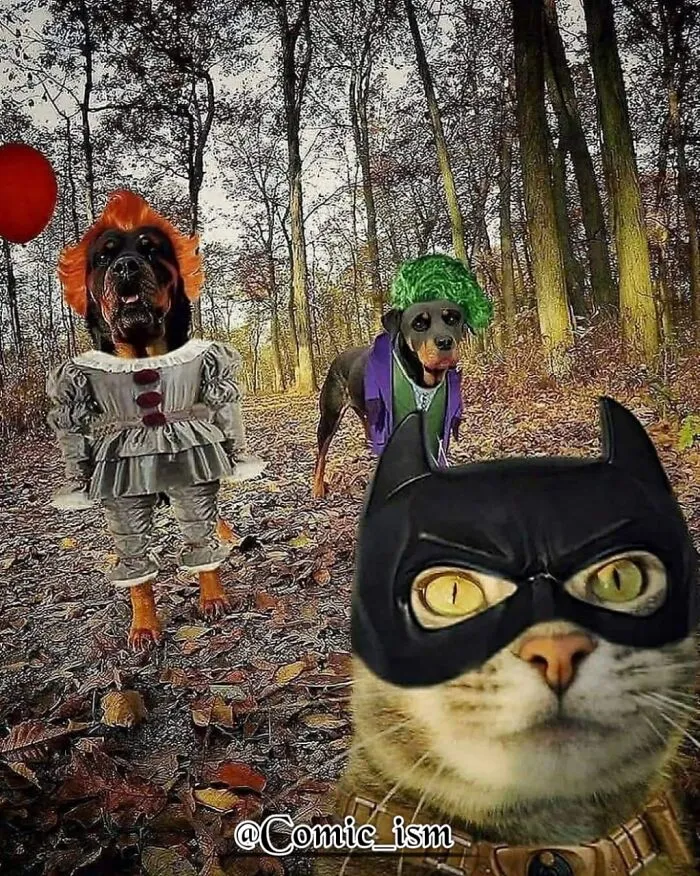 20 Totally Adorable And Hilarious Cat Selfies That Will Make You Laugh