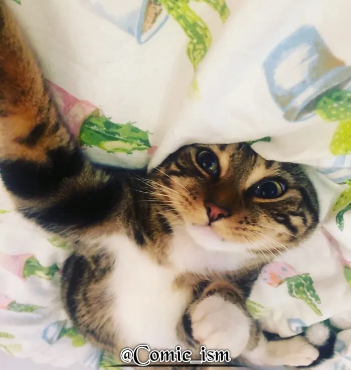 20 Totally Adorable And Hilarious Cat Selfies That Will Make You Laugh