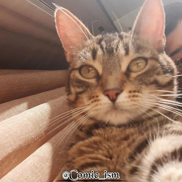 20 Totally Adorable And Hilarious Cat Selfies That Will Make You Laugh