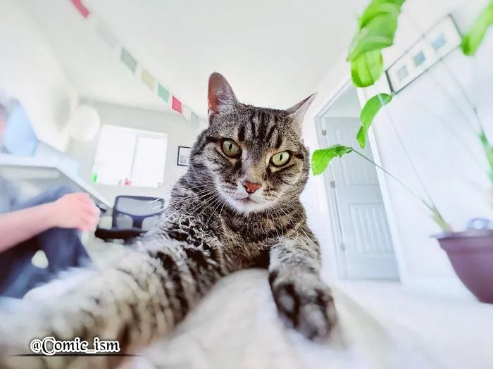 20 Totally Adorable And Hilarious Cat Selfies That Will Make You Laugh