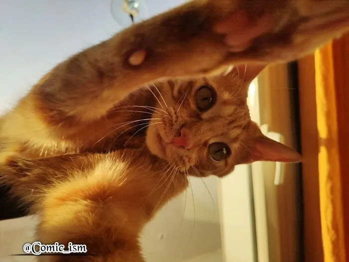 20 Totally Adorable And Hilarious Cat Selfies That Will Make You Laugh