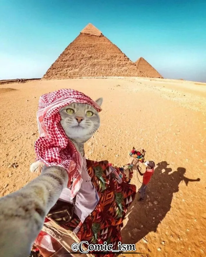 20 Totally Adorable And Hilarious Cat Selfies That Will Make You Laugh