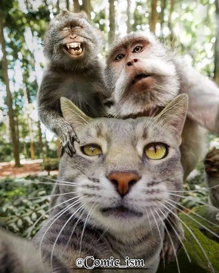 20 Totally Adorable And Hilarious Cat Selfies That Will Make You Laugh