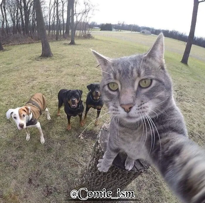 20 Totally Adorable And Hilarious Cat Selfies That Will Make You Laugh