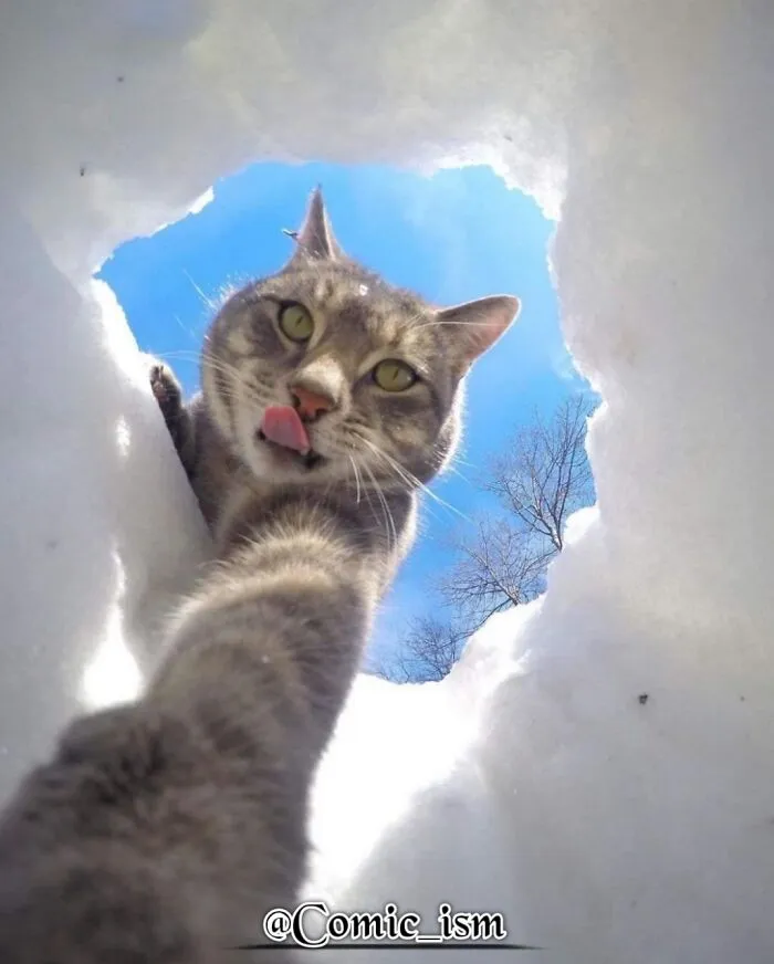20 Totally Adorable And Hilarious Cat Selfies That Will Make You Laugh