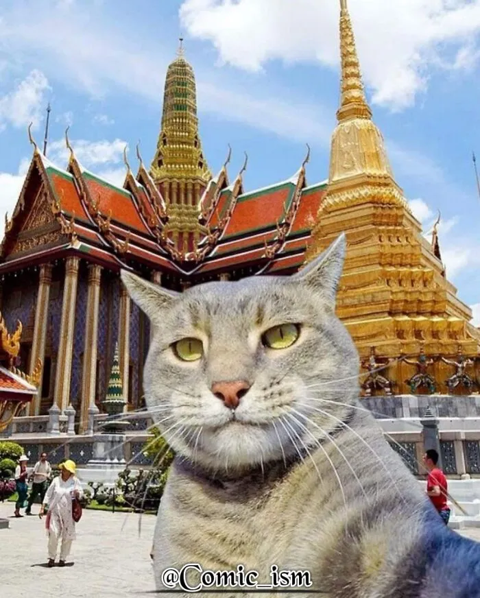 20 Totally Adorable And Hilarious Cat Selfies That Will Make You Laugh