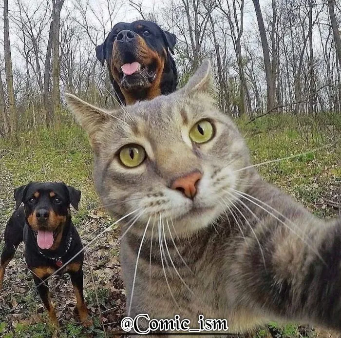 20 Totally Adorable And Hilarious Cat Selfies That Will Make You Laugh