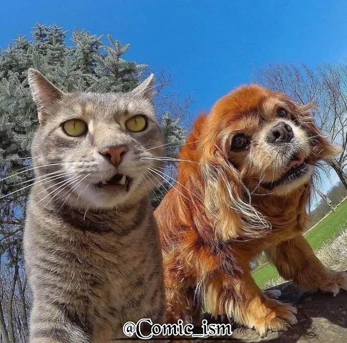 20 Totally Adorable And Hilarious Cat Selfies That Will Make You Laugh