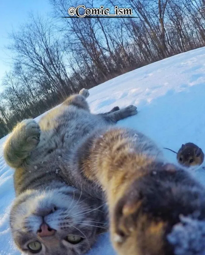 20 Totally Adorable And Hilarious Cat Selfies That Will Make You Laugh