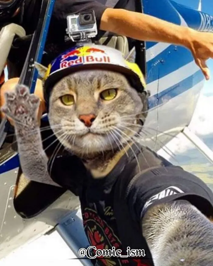 20 Totally Adorable And Hilarious Cat Selfies That Will Make You Laugh