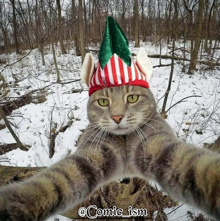 20 Totally Adorable And Hilarious Cat Selfies That Will Make You Laugh