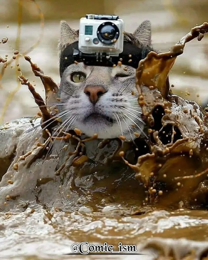 20 Totally Adorable And Hilarious Cat Selfies That Will Make You Laugh