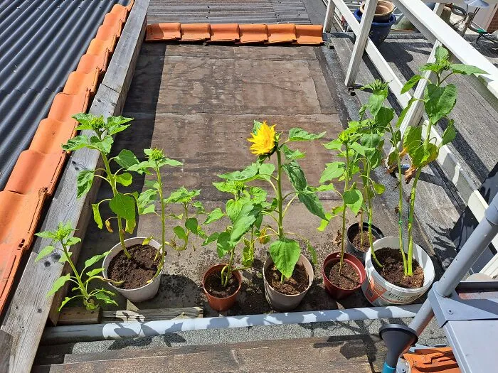 Sunflowers!