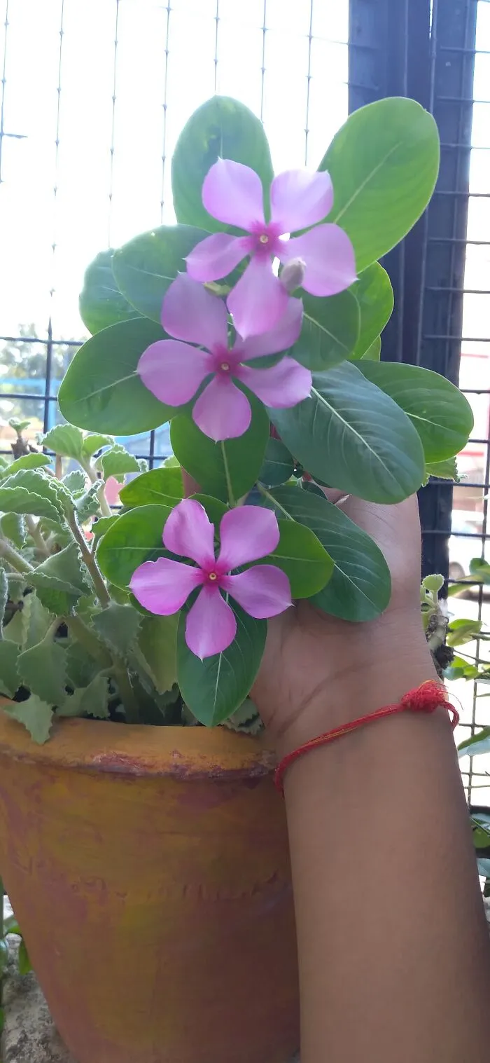 This Is The First Plant I Saw Today, Put My Hand In For Clarity.