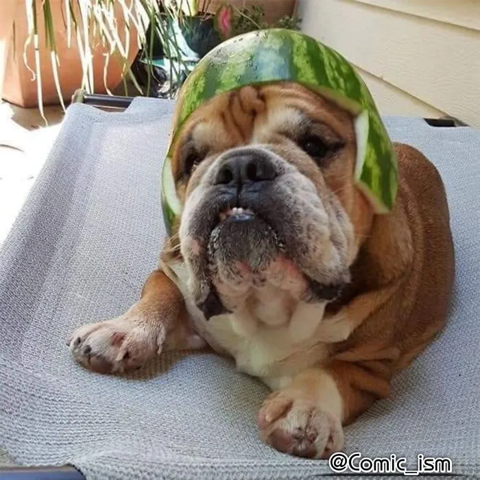 Cute And Adorable Dogs With Watermelon  Hats To Brighten Your Day (22 New Pics)