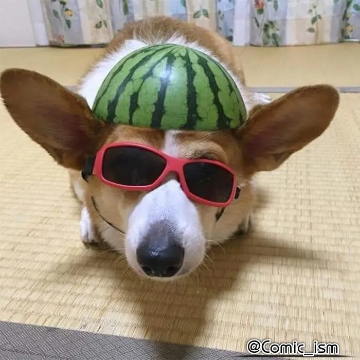 Cute And Adorable Dogs With Watermelon  Hats To Brighten Your Day (22 New Pics)