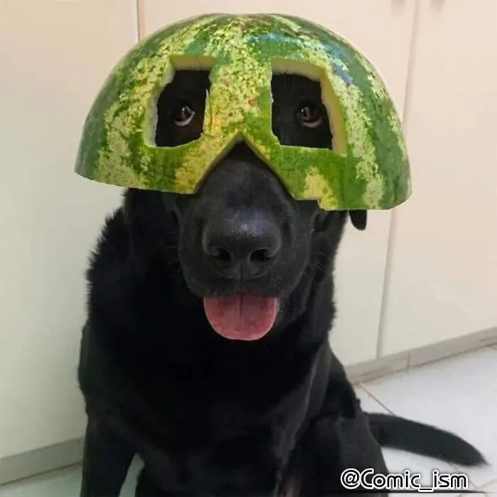 Cute And Adorable Dogs With Watermelon  Hats To Brighten Your Day (22 New Pics)