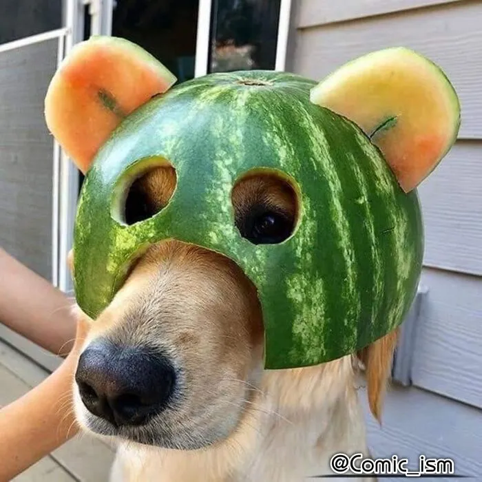 Cute And Adorable Dogs With Watermelon  Hats To Brighten Your Day (22 New Pics)