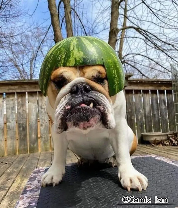 Cute And Adorable Dogs With Watermelon  Hats To Brighten Your Day (22 New Pics)