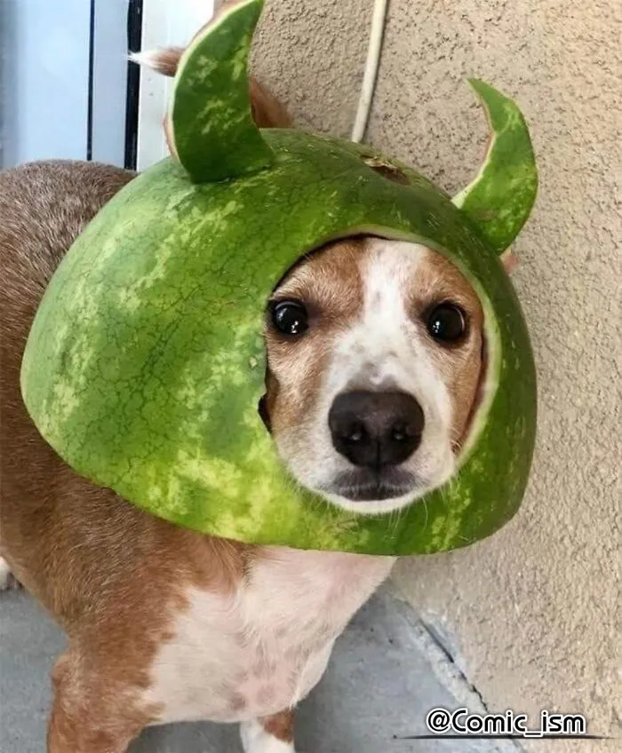 Cute And Adorable Dogs With Watermelon  Hats To Brighten Your Day (22 New Pics)