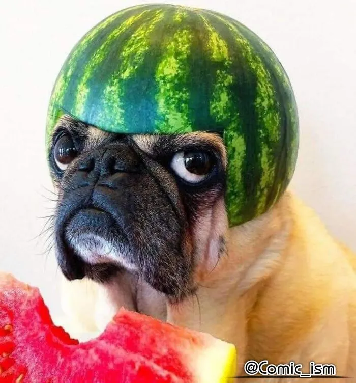 Cute And Adorable Dogs With Watermelon  Hats To Brighten Your Day (22 New Pics)